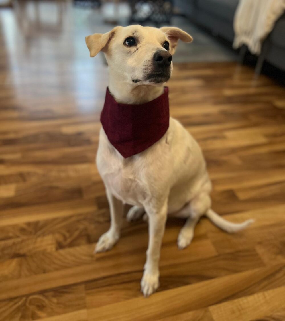 Dark red handloom  bandana