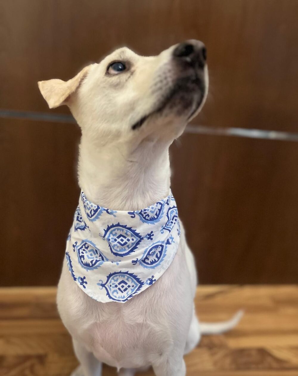 Blue white block printed bandana - Image 2